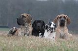 DOGUE ALLEMAND 648